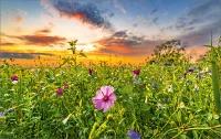 Dubbele kaart - bloemen veld met zon in de wolken