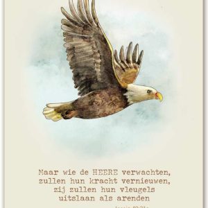 Maar wie de HEERE verwachten