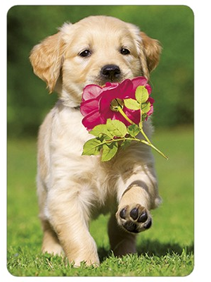 Badkamer Koninklijke familie pint Ansichtkaart Hond met roos - De VonkDe Vonk
