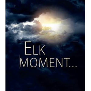 Elk moment