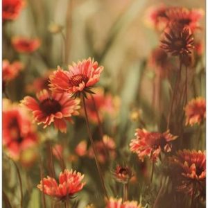 Ansichtkaart Oranje bloemen