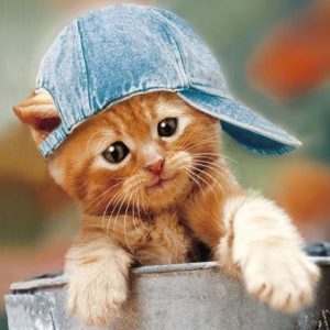 Ansichtkaart poesje met pet op