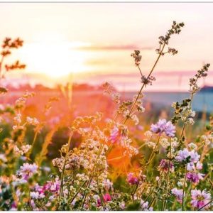 Ansichtkaart Veld met bloemen