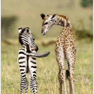 Ansichtkaart Giraffe en Zebra