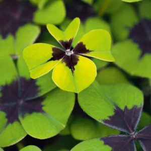 Ansichtkaart Klavertjes