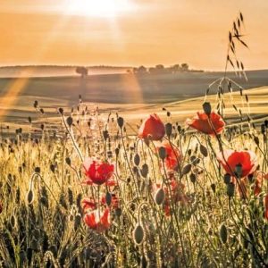 Ansichtkaart Klaprozen