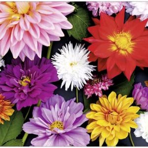 Ansichtkaart Verschillende kleuren bloemen