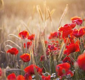 Dubbele kaart met klaprozen