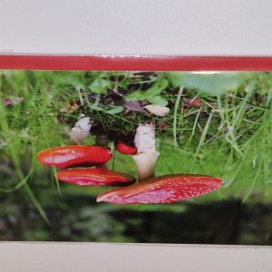 Dubbele kaart Paddenstoelen