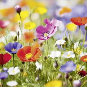 Dubbele kaart - Bloeiende bloemetjes