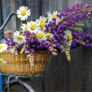Dubbele kaart  - Fiets met mand vol bloemen achterop