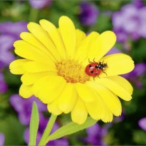 Dubbele kaart - Gele bloem met liefheersbeestje