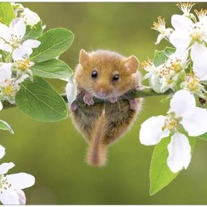 muisje op een bloesemtak