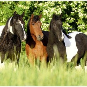 Blanco kaart met 3 paarden