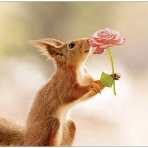 Blanco kaart met een eekhoorn en een roos