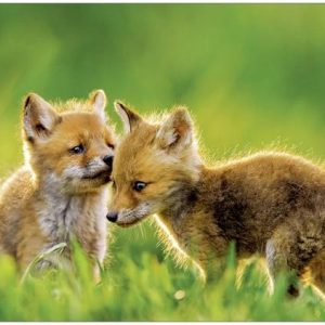 Blanco kaart met twee vosjes