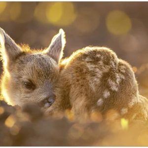 Blanco kaart met reekalfje
