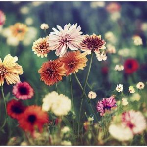 Ansichtkaart Herfstbloemen