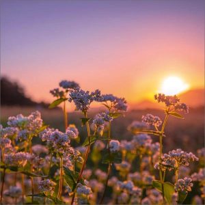 Dubbele kaart Avondrood