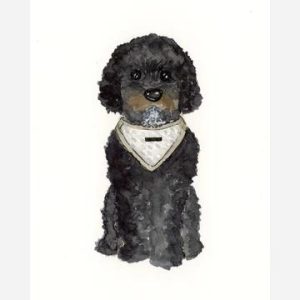 Ansichtkaart Zwarte poedel