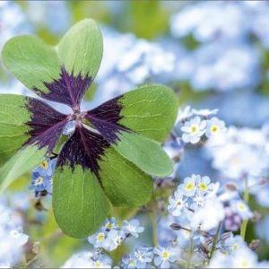 Blanco kaart met klavertje vier