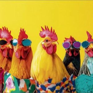 Blanco kaart met 7 hanen met zonnenbril