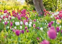 Blanco kaart met tulpenveld