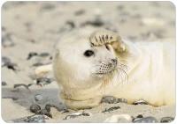 Blanco kaart - Zeehond