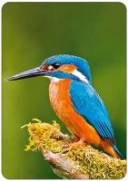 Blanco kaart - Ijsvogel