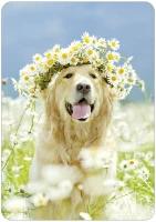 Blanco kaart - Hond met bloemenkrans