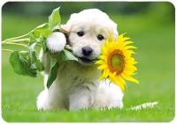 Ansichtkaart - Puppy met Zonnebloem vast