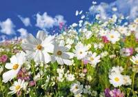 Ansichtkaart - Bloemetjes