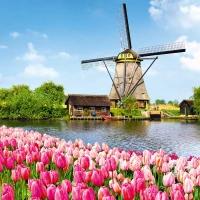 Minikaart - Molen met tulpen