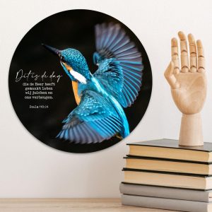Muurcirkel - Ijsvogel