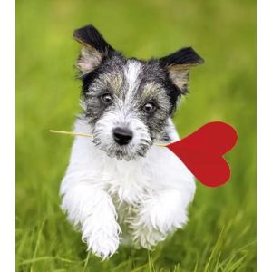 Ansichtkaart - Hondje met hartje op stokje