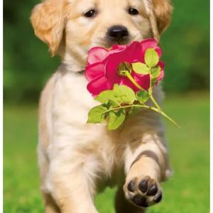 Ansichtkaart - Puppy met roos