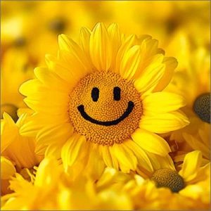 Vierkante kaart met zonnebloem