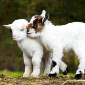 Grote dubbele kaart met twee schattige geitjes