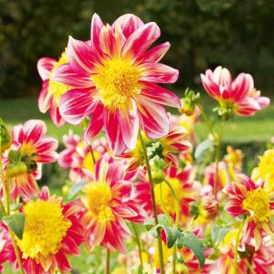 Mini kaartje met dahlia's