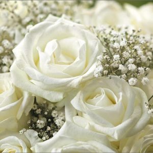 Dubbele kaart - Witte rozen en gipskruid